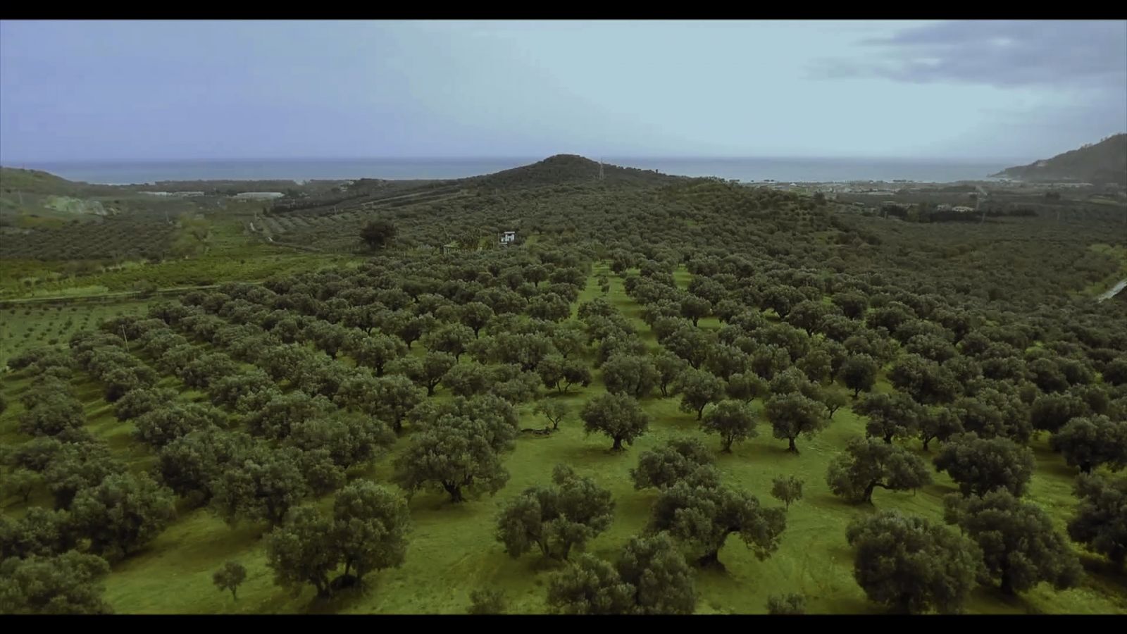 Unasco la filiera dell' olio